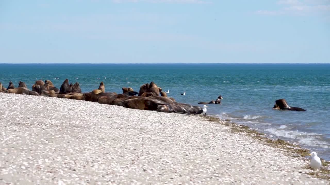Sea lions lying in the sun in Patagonia, Argentina, static wide shot