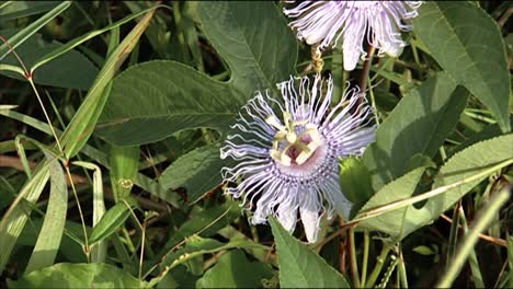 Nahaufnahmen-Zeigen-Eine-Raupe,-Die-Ein-Blatt-Frisst