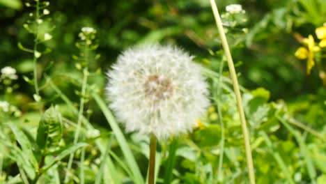 panning shot of coming spring in wind dandelion seeds