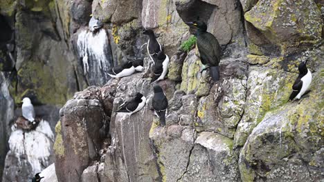 grupo de araos y un cormorán moñudo descansando en los acantilados preparándose para la temporada de anidación