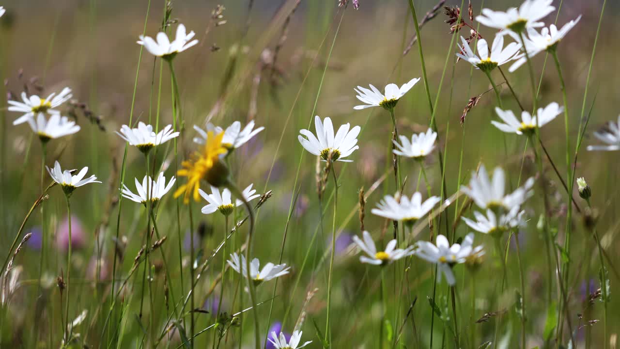 알파인 카모밀 꽃의 추상적인 배경.