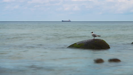 Die-Wellen-Der-östlichen-Ostsee-Rollen-Tagsüber-Im-Zeitraffer---Lachmöwenvögel-Sitzen-Mit-Putzfedern-Auf-Einem-Felsbrocken,-Wildenten-Schwimmen