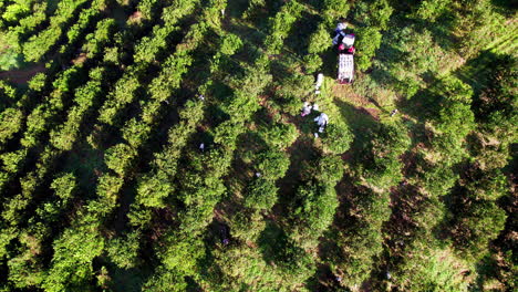 aerial shot of farmers working in an orange grove in penonome, cocle, panama