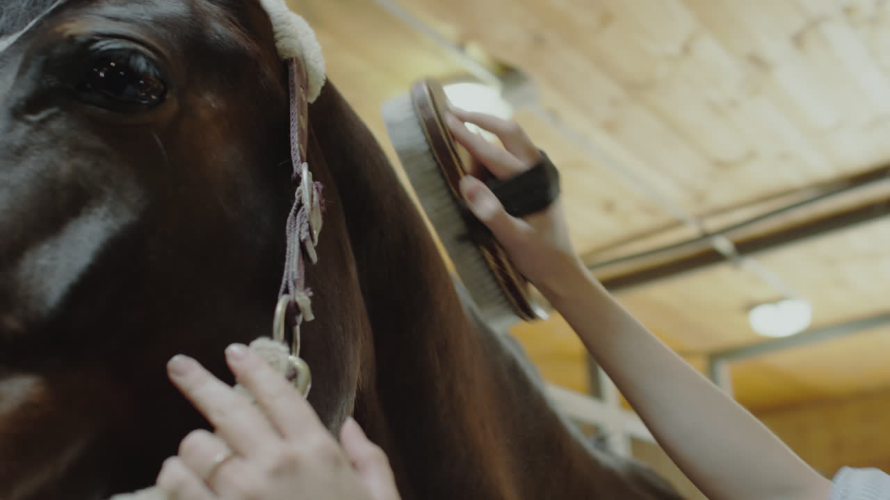 A person grooming a horse in a stable