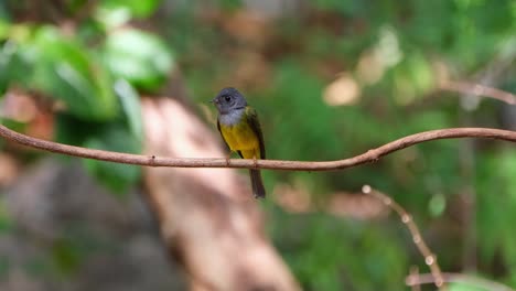 Die-Kamera-Schiebt-Und-Zoomt-Nach-Rechts-Und-Zeigt-Diesen-Fleißig-Umschauenden-Vogel,-Den-Graukopf-Kanarienvogel-Fliegenschnäpper-Culicicapa-Ceylonensis,-Thailand