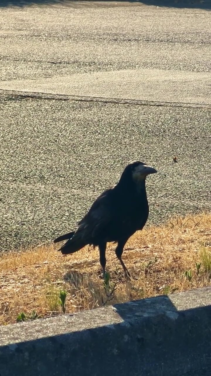 Grande corvo nero del genere Corvus in allerta accanto a un marciapiede stradale in un'area urbana, mostrando un piumaggio lucido e un comportamento vigile vicino all'asfalto e all'erba secca, scatto verticale statico a mano.