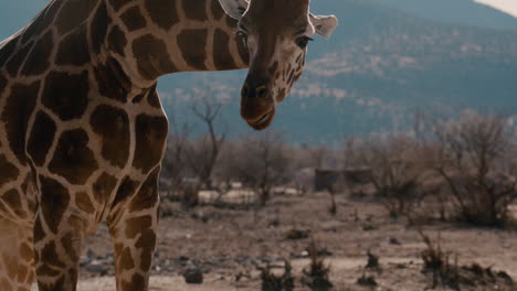 jirafa cerca en el paisaje de fondo increíble