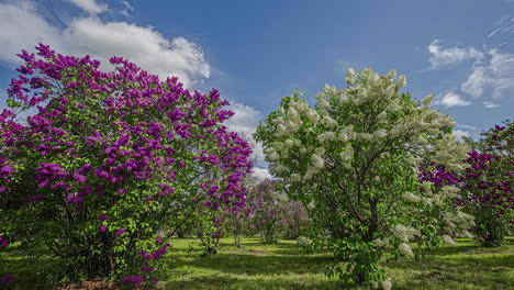 Timelapse-De-Primavera-Floral-En-Temporada-En-Stavanger-Noruega