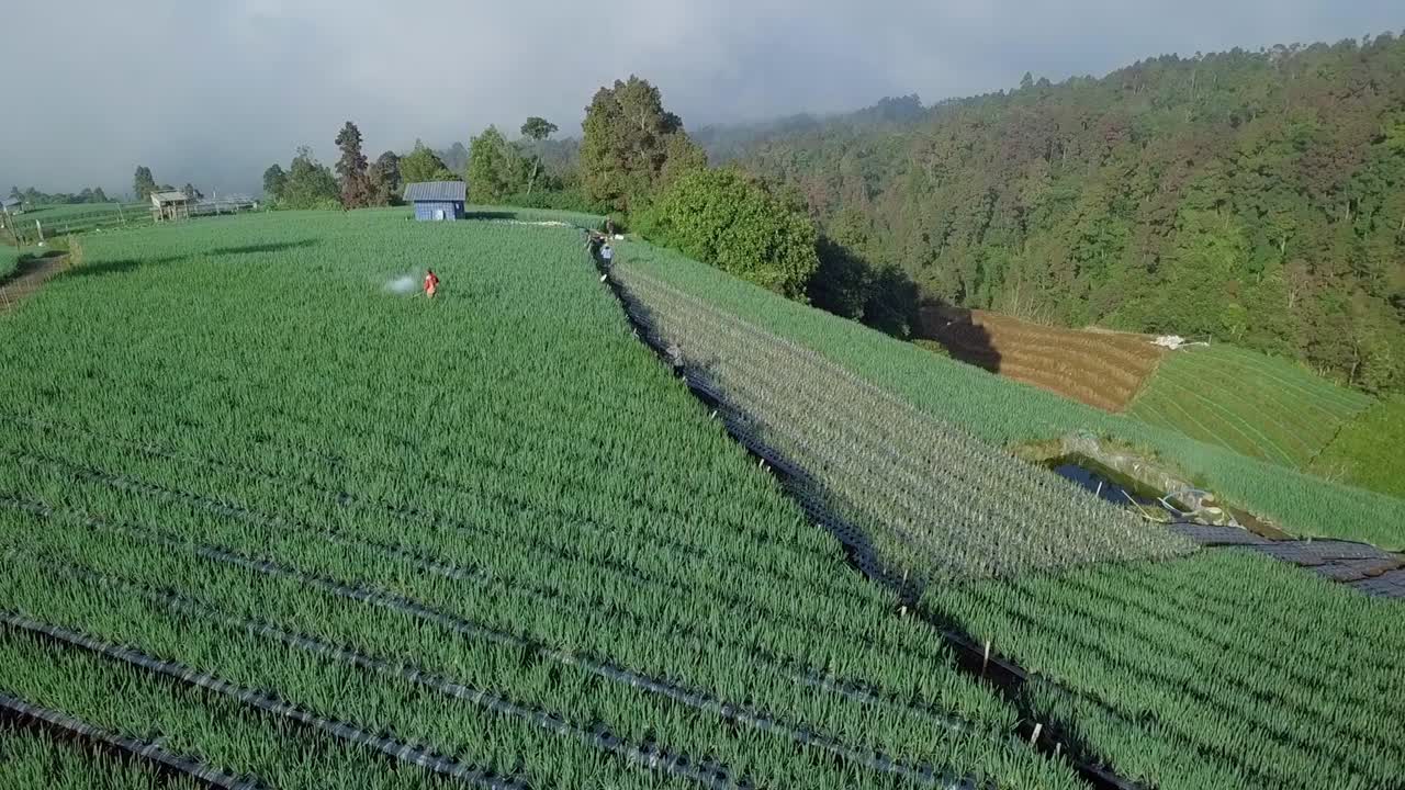 scallion plantation, indonesia-1에서 일하는 농부의 조감도