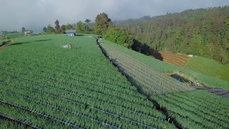 aerial view of farmer work on the scallion plantation, indonesia-1