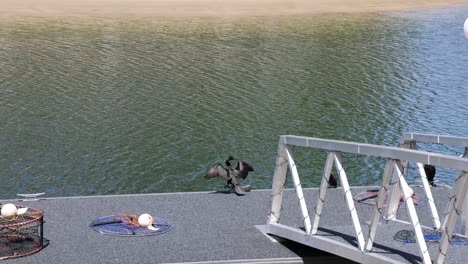 dog retrieves toy, crosses drawbridge over river