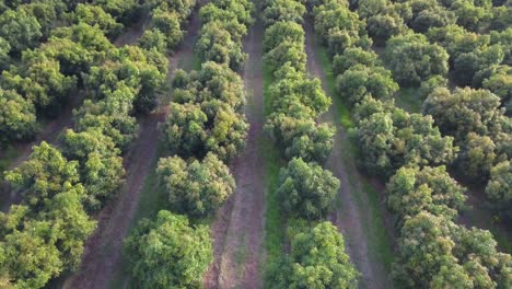 aerial view of orchard, trees in orderly rows, golden hour