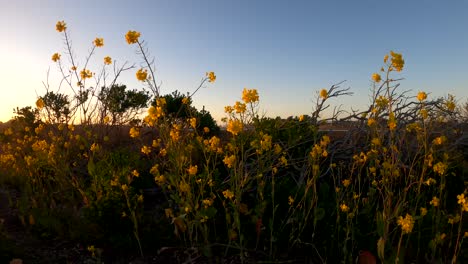 fondo de puesta de sol de flores silvestres amarillas