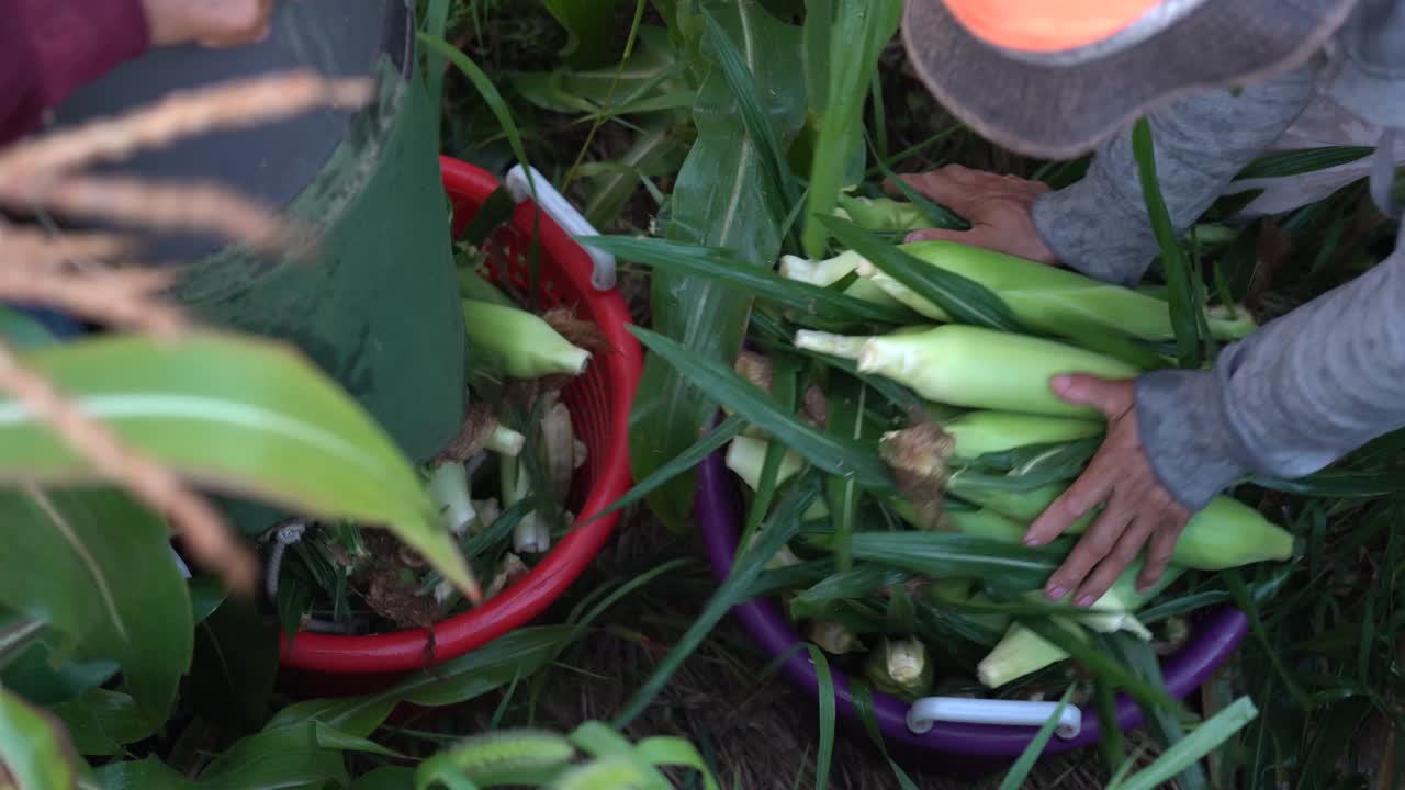 바구니에 옥수수를 넣고 트레일러에 싣는 농부들의 근접 촬영