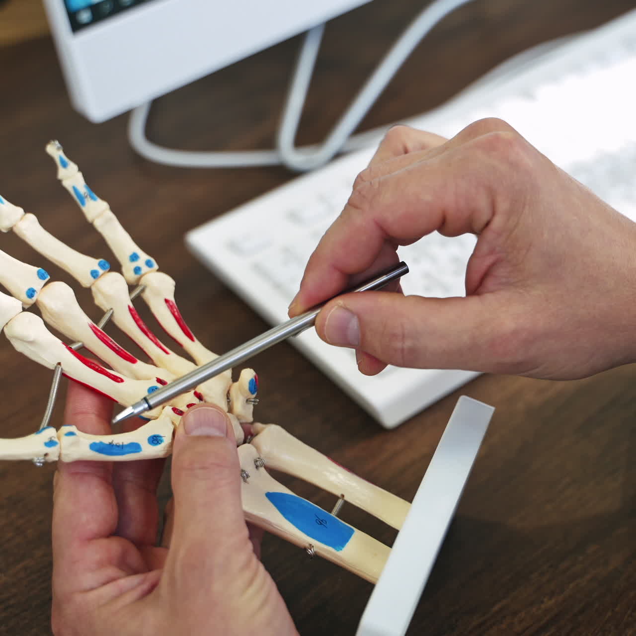 Male doctor holding hand skeleton model. Specialist explain the work of joints of fingers on artificial model. Medical care concept.