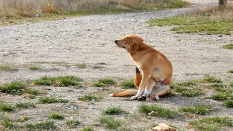 dog scratching fur with fleas