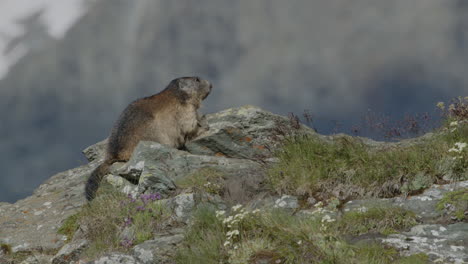 una marmota mirando hacia una roca