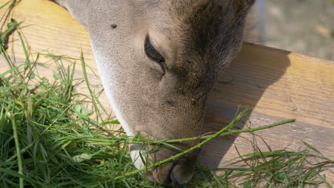 slow motion close up of cute wild deer eating grass outdoors in sunlight - 4k