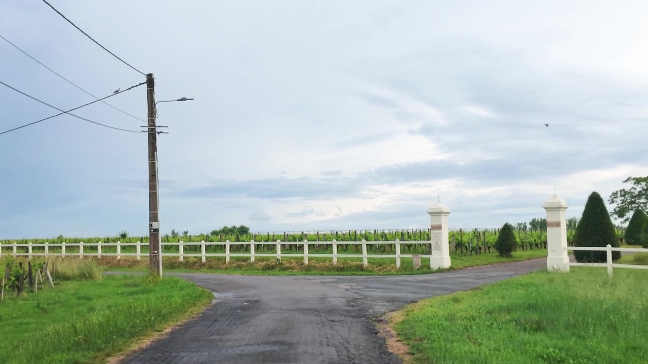 Cảnh quay theo dõi một con đường nhựa hẹp hướng về những hàng rào trắng và những giàn nho xanh.