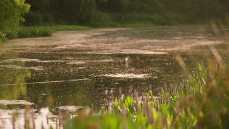 fishing lure splashes into water at sunrise in slow motion on texas pond on private hunting ranch in 4k