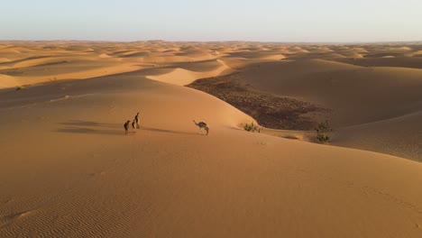 camel caravan on sand dunes landscape in mauritania sahara desert, aerial static