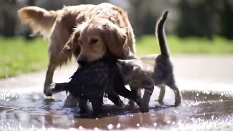 a playful golden retriever and a mischievous kitten splash together in water, creating joyful moments of friendship and fun in a sunny outdoor setting