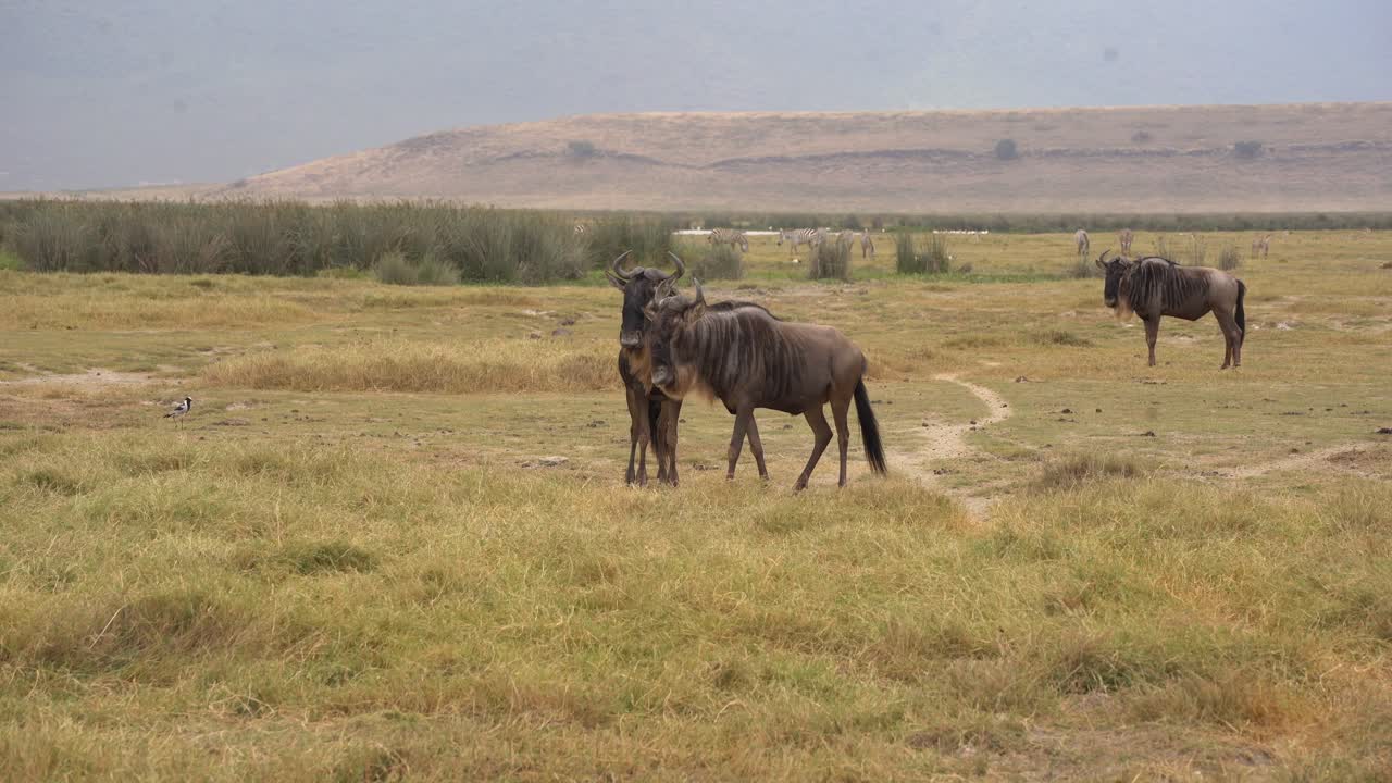 Two male wildebeest fighting for dominance on the African savanna in Tanzania. Travel footage showing animals Wildlife behavior captured on safari, with other antelopes grazing in the background