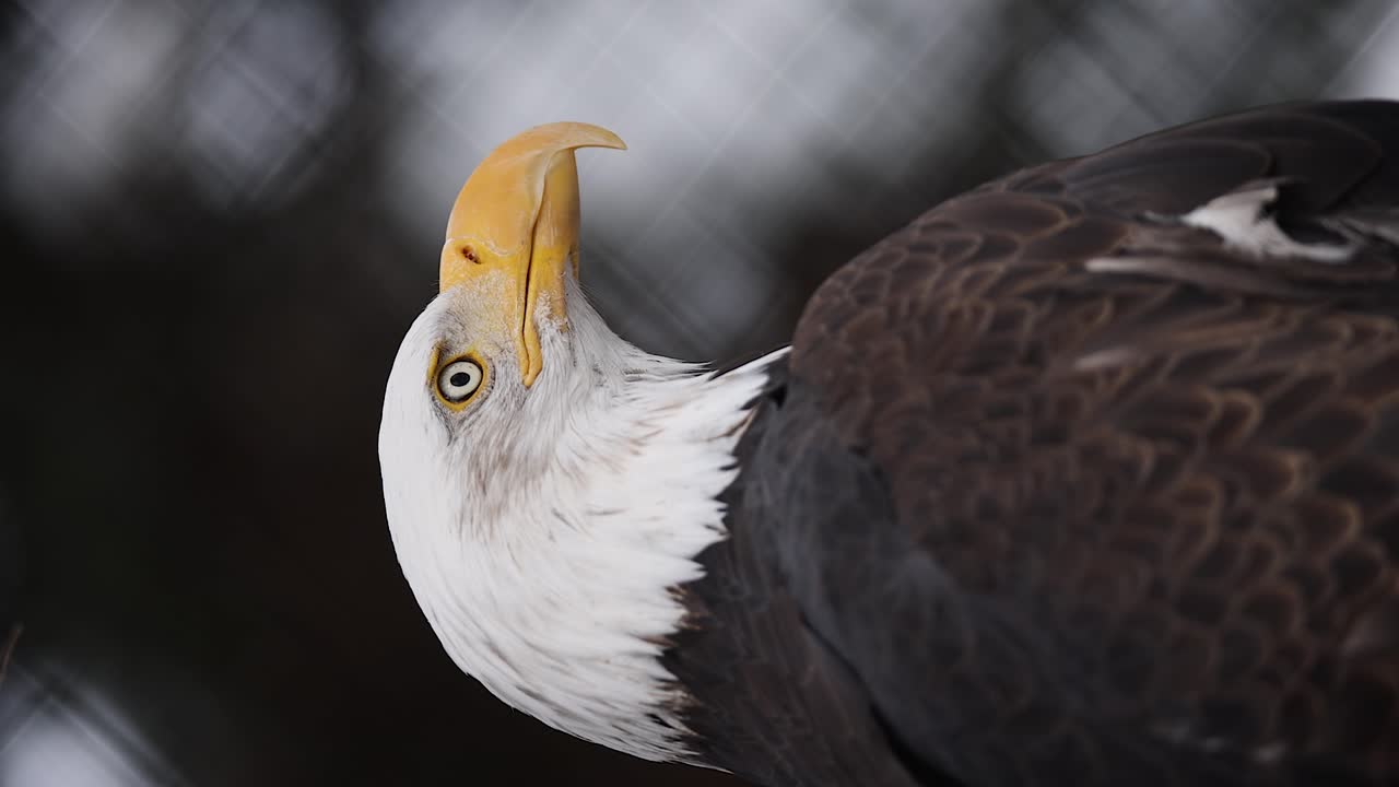 Slow motion vertical footage of a Bald Eagle looking around