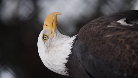 slow motion vertical footage of a bald eagle looking around