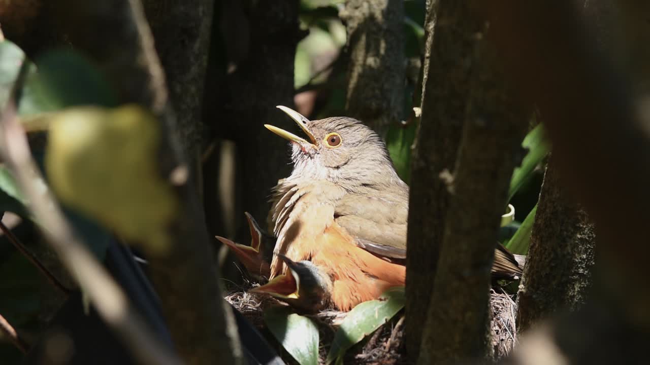 Genitori di tordo dal ventre rosso che si prendono cura dei loro pulcini nel nido