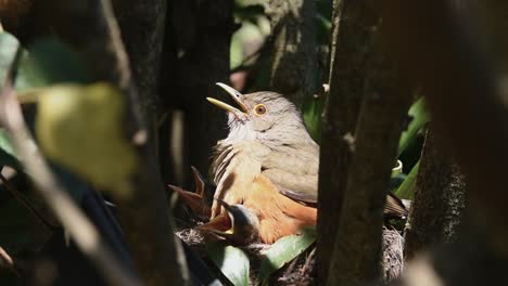 red-bellied thrush bird parents taking care of their chicks in the nest