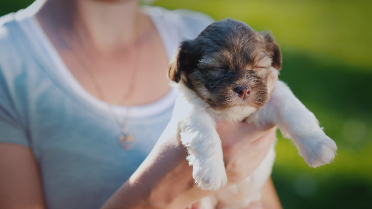 귀여운 강아지를 안고 있는 행복한 주인
