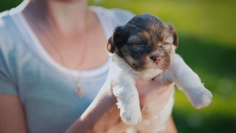 dueño feliz sosteniendo un lindo cachorro