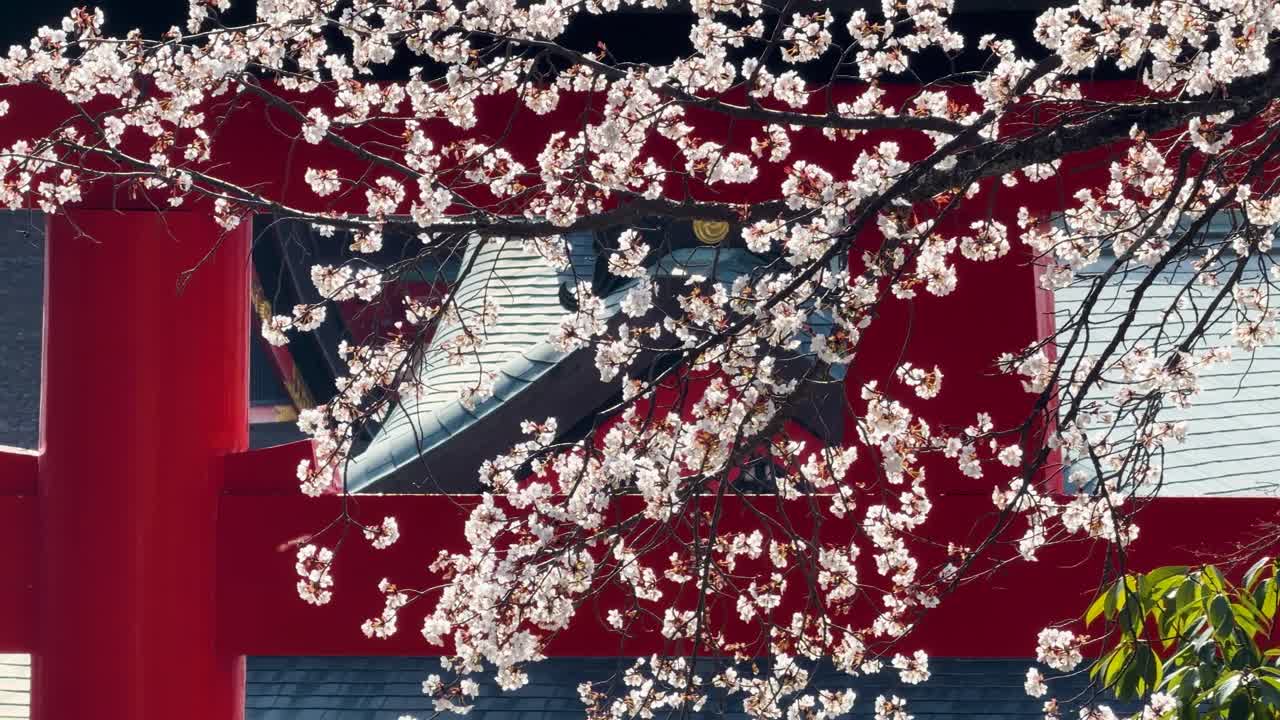 Fiori di sakura rosa ondeggiano dolcemente davanti a un tradizionale portale di santuario rosso sotto la luce del giorno intensa.