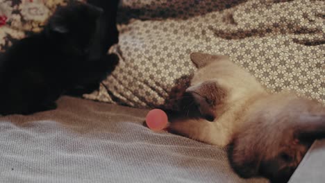 two kittens playing on the couch with a small ball