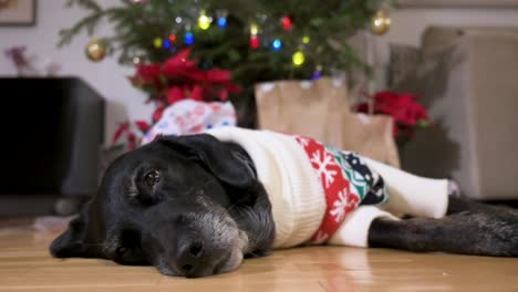 un perro labrador senior negro somnoliento con un suéter de temática navideña mientras yace en el suelo junto a un árbol de navidad decorado y regalos