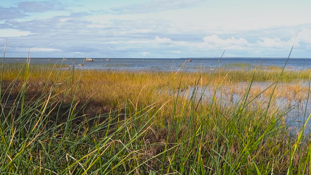 Gorgeous brown and green colroed tall reeds growing at a overgrown sunny ocean beach seaside shoreline with blue wavy water with boulders visible in the horizon. Blue sky with white clouds visible