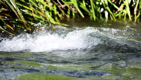 clear creek water rushes over rocks and grass in bright daylight, creating dynamic ripples