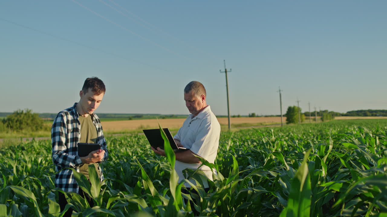 Farmers inspecting cornfield using technology