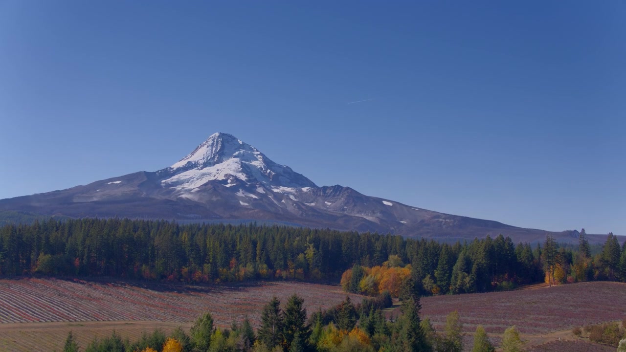 Luftaufnahme, die hinter Bäumen aufsteigt und Weinberge, einen schneebedeckten Mount Hood sowie beginnende Herbstfarben in Bäumen und Büschen enthüllt