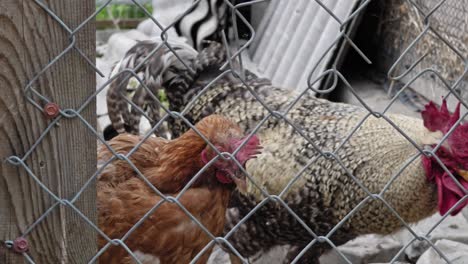 hens and rooster closed on the catwalk, in hen house