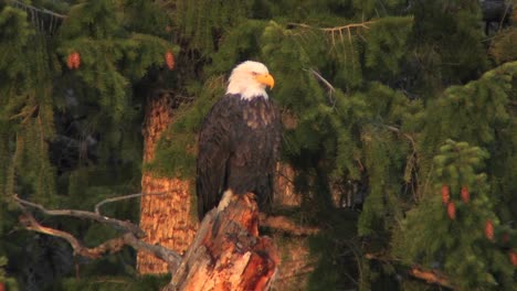 un águila calva americana se sienta en una rama de árbol