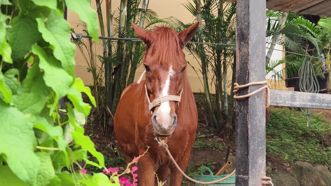 caballo marrón en un establo