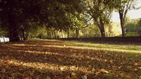 Animation-of-multiple-white-spots-falling-over-autumn-trees