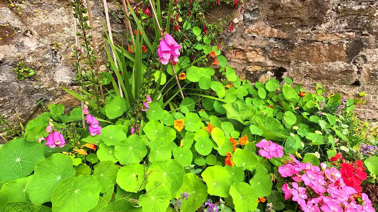 flores vibrantes contra una pared de piedra rústica