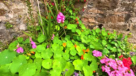 vibrant flowers against a rustic stone wall