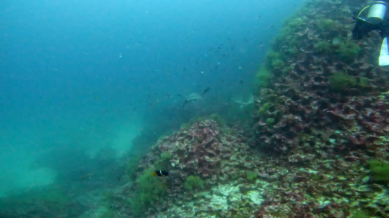 tiro acuático de banco y buzo