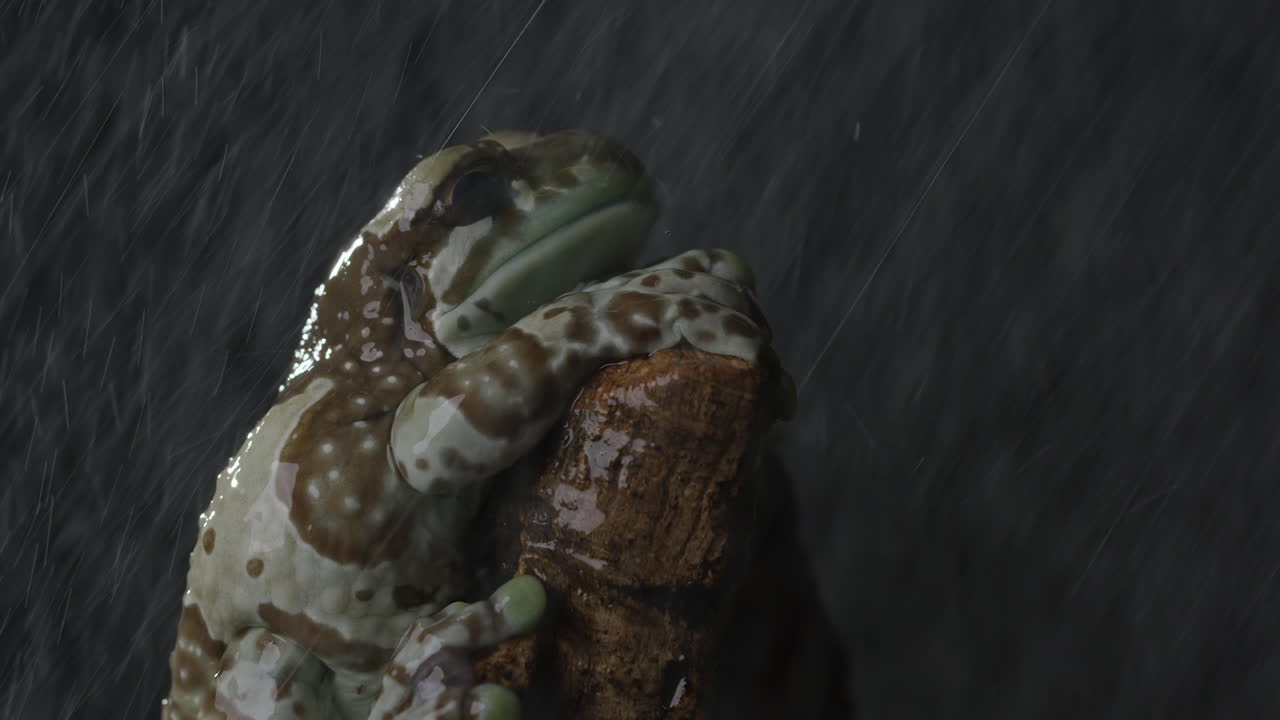 밤에 비가 많이 내리는 나무 가지를 잡고 있는 우유 같은 나무 개구리 -  ⁇  프로필