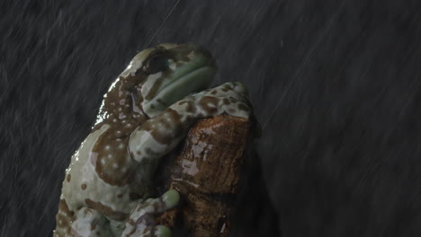 Milky-tree-frog-holding-onto-tree-branch-in-heavy-rain-fall-at-night---side-profile