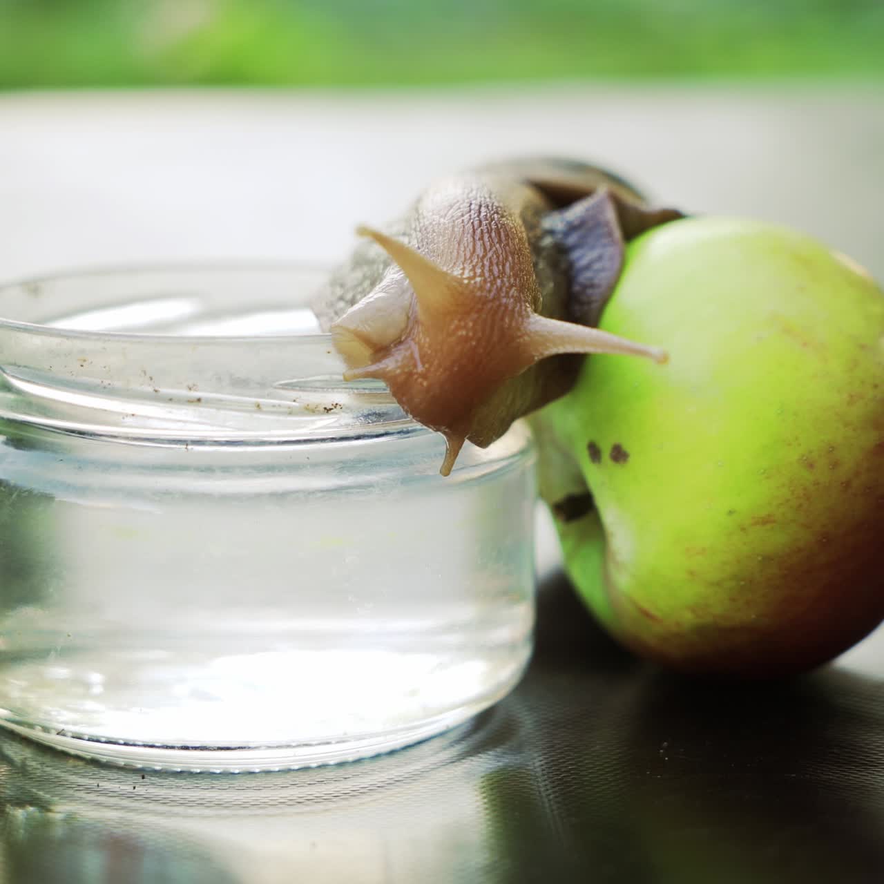 La lumaca si posa su un bicchiere d'acqua. Lumaca gigante africana terrestre (Achatina fulica) che mangia una mela